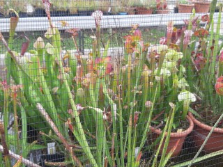 Collection of carnevorous plants