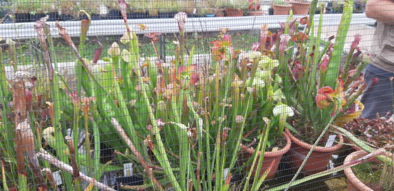 collection-of-carnevorous-plants